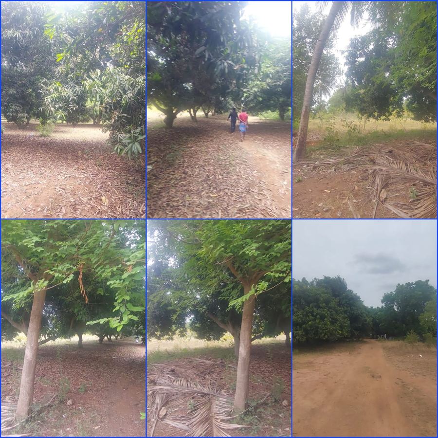 Mango farm views, Chunampet